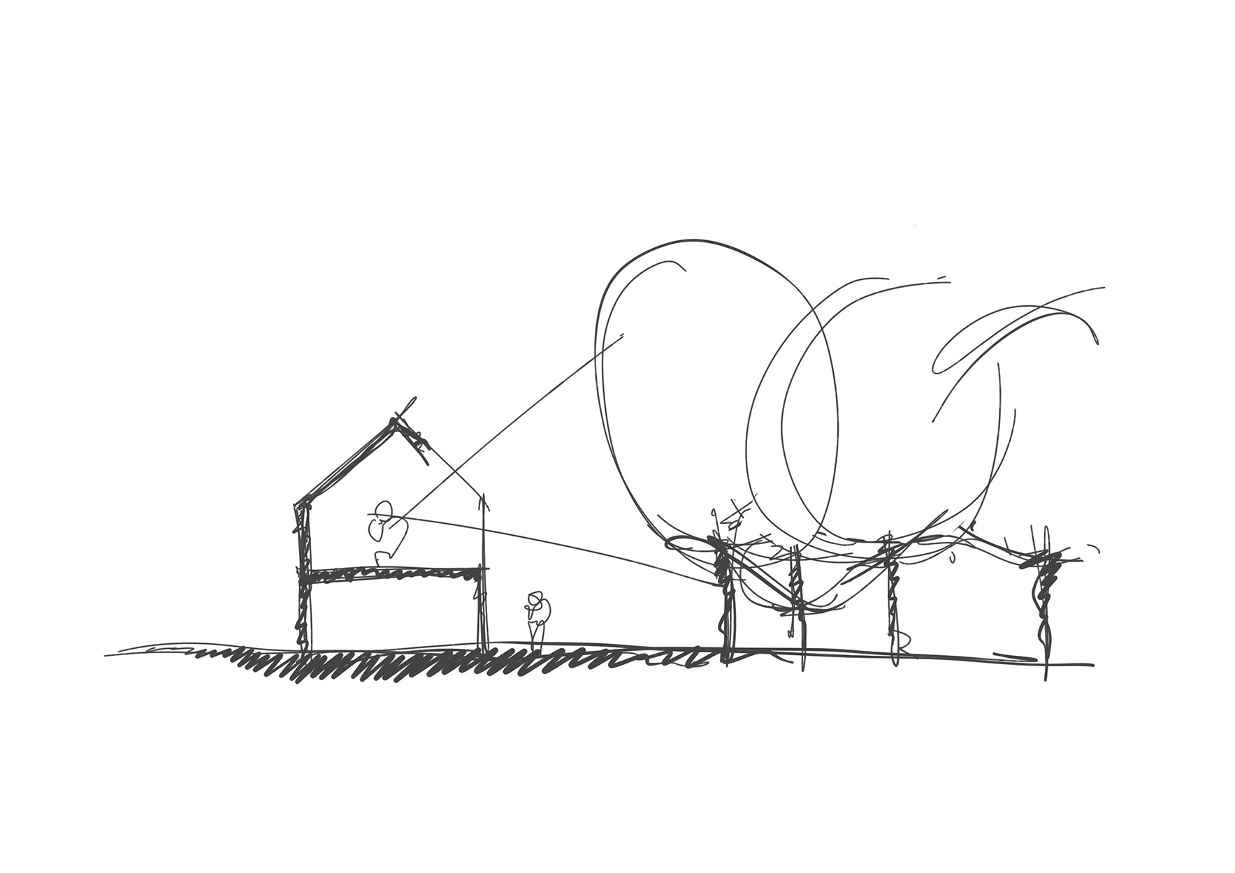 Sketch showing the proposed house in relation to the established beech tree